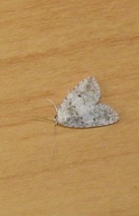 Tolpia conscitulana