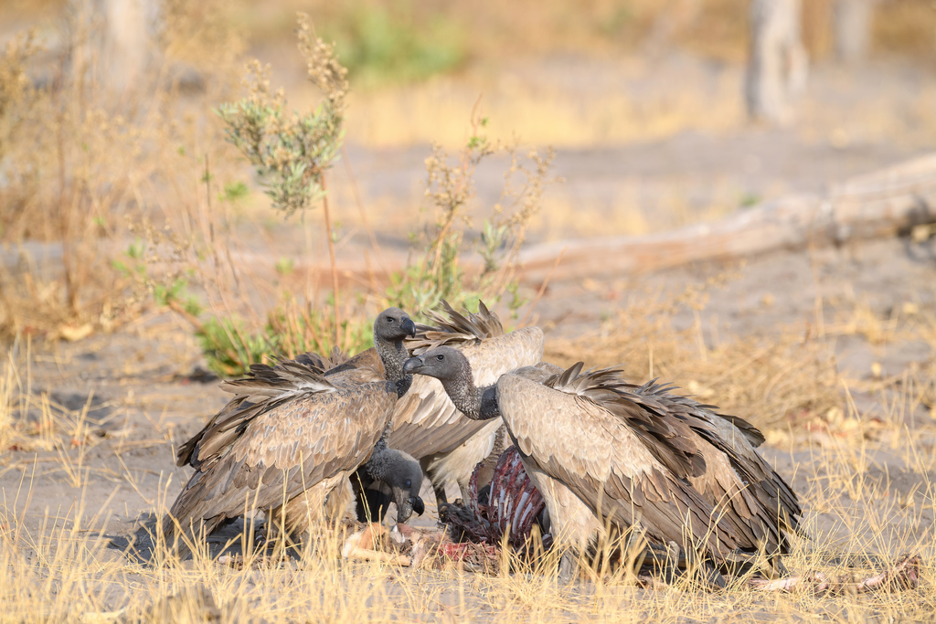 White-backed Vulture