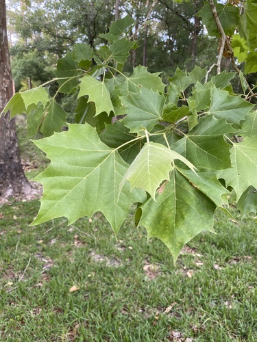 Platanaceae image