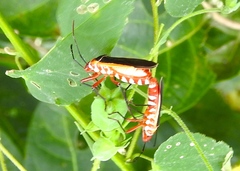 Dysdercus obscuratus