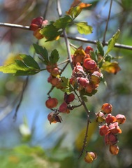 Paullinia fuscescens