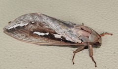 Abantiades labyrinthicus