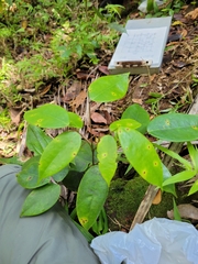 Rourea surinamensis