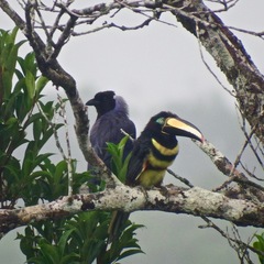 Cyanocorax violaceus