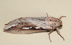 Abantiades labyrinthicus