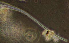 Oscillatoria redekei