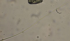 Oscillatoria redekei