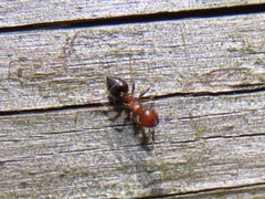 Crematogaster pilosa