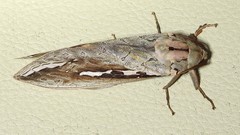 Abantiades labyrinthicus