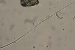 Oscillatoria redekei