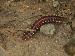 Polydesmida