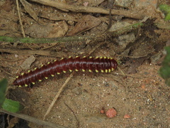 Polydesmida