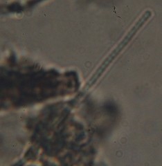Oscillatoria redekei
