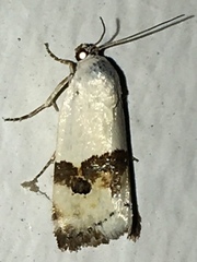 Ponometia elegantula