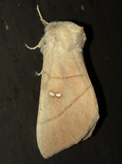 Nadata