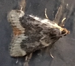 Aglossa
