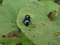 Coleoptera