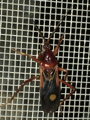 Rasahus thoracicus