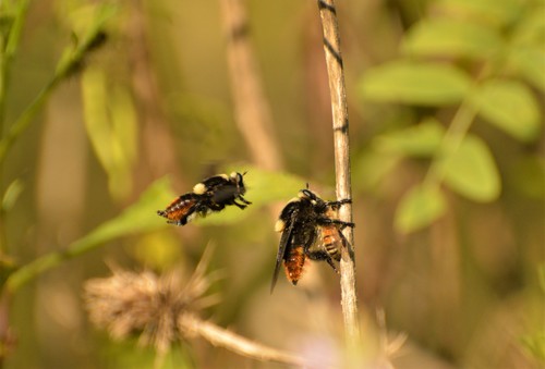 Mallophora ruficauda photo 6
