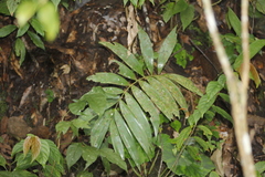 Ceratozamia