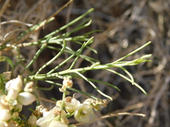 Ambrosia salsola