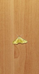Archernis callixantha