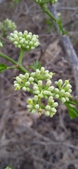 Cissus tuberosa