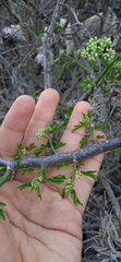 Cissus tuberosa