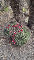 Mammillaria karwinskiana karwinskiana