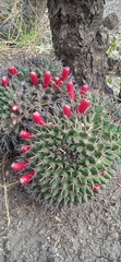 Mammillaria karwinskiana karwinskiana