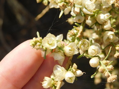 Ambrosia salsola