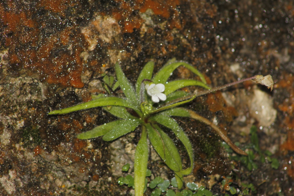 Pinguiculas — Pinguicula spp.