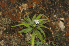 Pinguicula robertiana