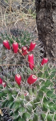 Mammillaria karwinskiana karwinskiana