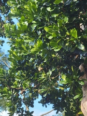 Calophyllaceae