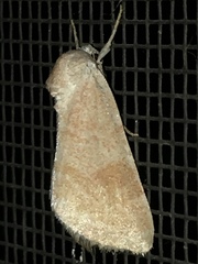Trichocosmia inornata