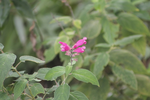 Image of Salvia involucrata by (c) Juan Cruzado Cortés, some rights reserved (CC BY-SA)