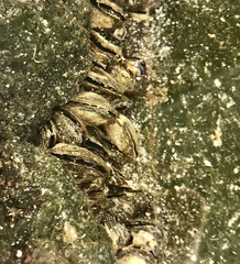 Brachidontes crebristriatus