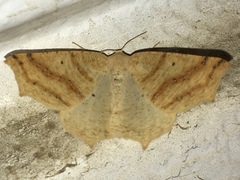 Prochoerodes truxaliata