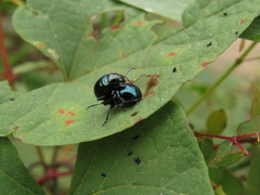Coleoptera