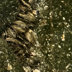 Brachidontes crebristriatus