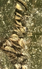 Brachidontes crebristriatus