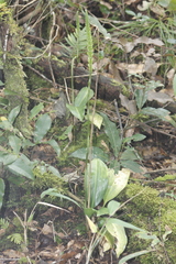 Prescottia stachyodes