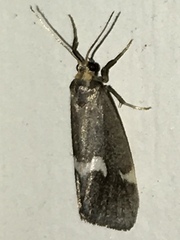 Cisthene liberomacula