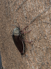 Sternocera chrysis