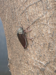 Sternocera chrysis