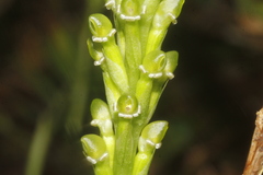 Prescottia stachyodes