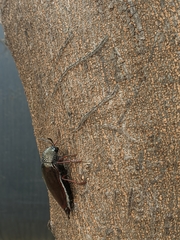 Sternocera chrysis