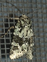 Bryolymnia viridata