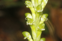 Prescottia stachyodes